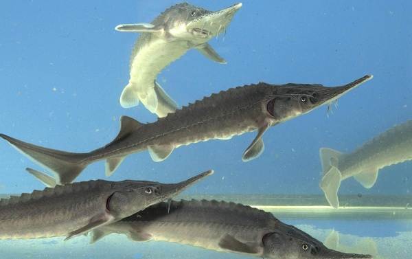 Ядовитые-рыбы-Описания-особенности-и-названия-ядовитых-рыб-25