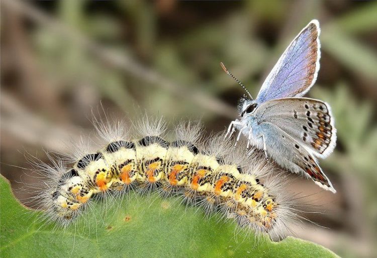 Голубянка: описание насекомого, особенности, виды, среда обитания