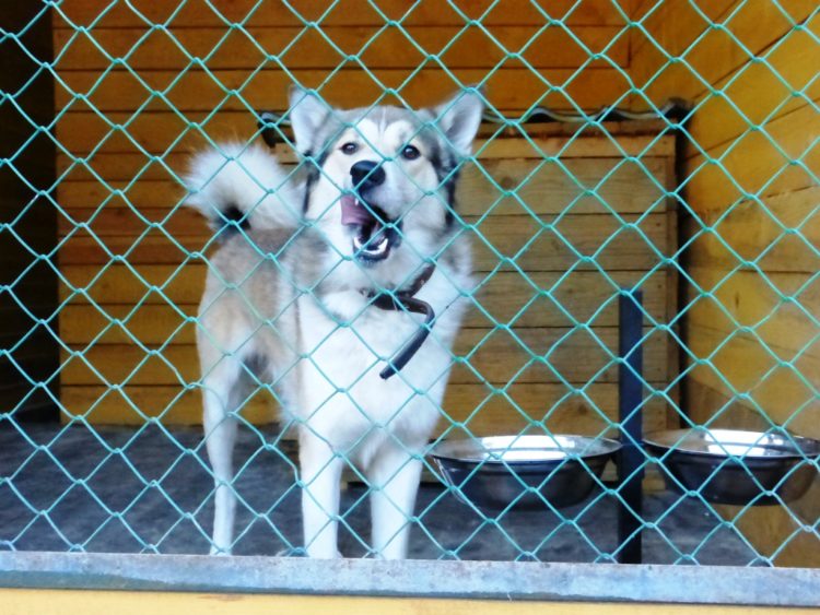 Восточно-сибирская лайка — фото, описание породы собак, характер