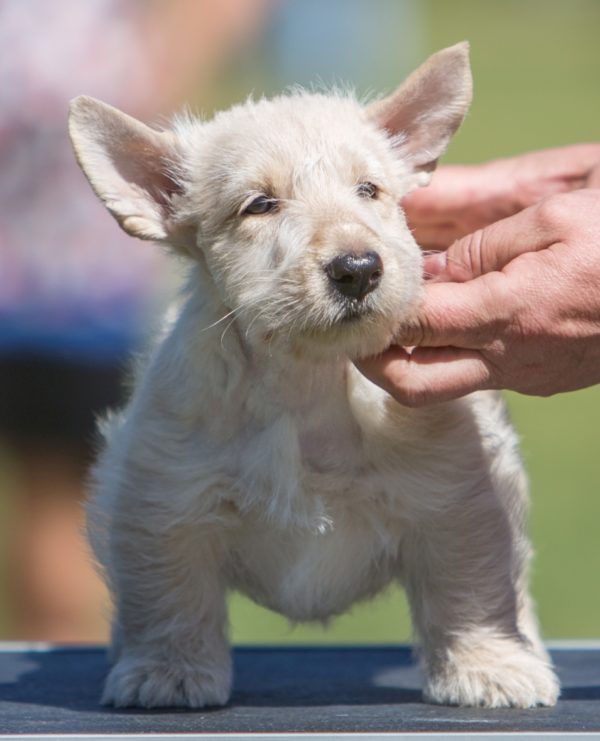 Скотч терьер: особенности породы, характера, воспитания