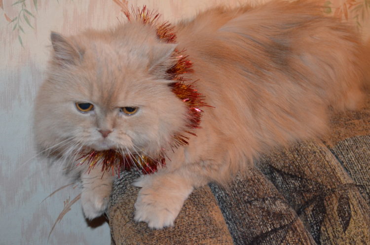 В каком возрасте кастрируют котов