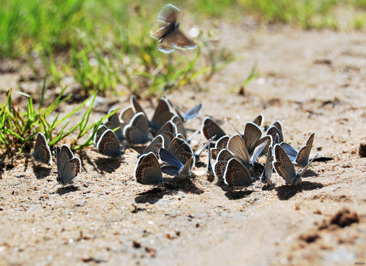 Голубянка:  описание насекомого, особенности, виды, среда обитания