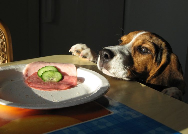 Бигль: уход и содержание в квартире, особенности