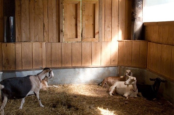 Козы всю зиму проводят в козлином домике, поэтому там должно быть тепло