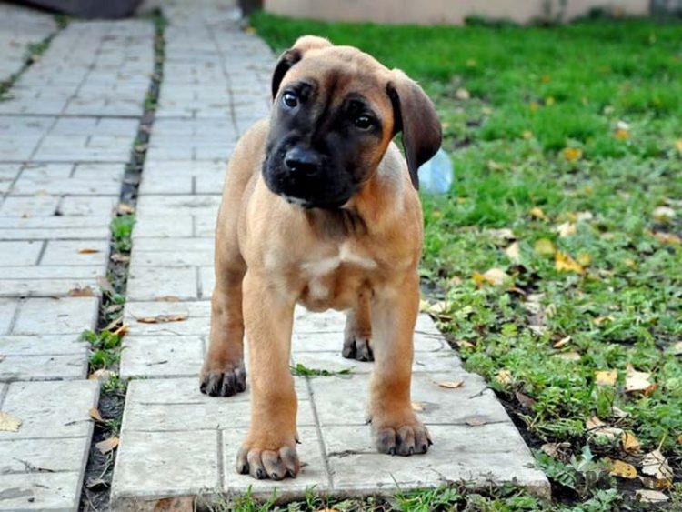 Бурбуль африканский - описание, характер, характеристики