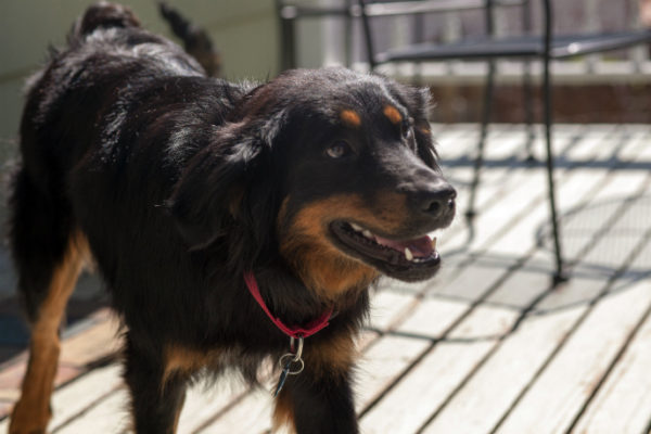 Английская овчарка окрас черный с рыжеватым подпалом Английская овчарка окрас черный с рыжеватым подпалом