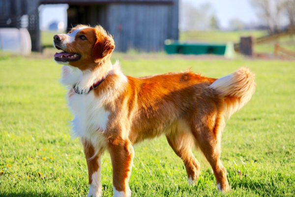 Английская овчарка окрас бело-рыжий Английская овчарка окрас бело-рыжий