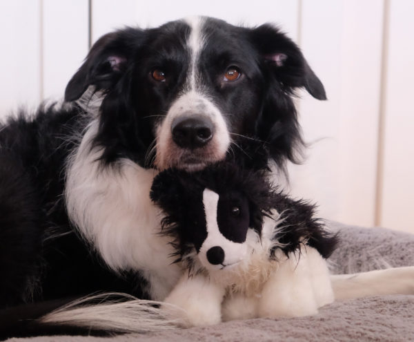 Английская овчарка с мягкой игрушкой Английская овчарка с мягкой игрушкой