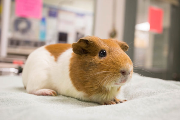 Стандартная порода морской свинки