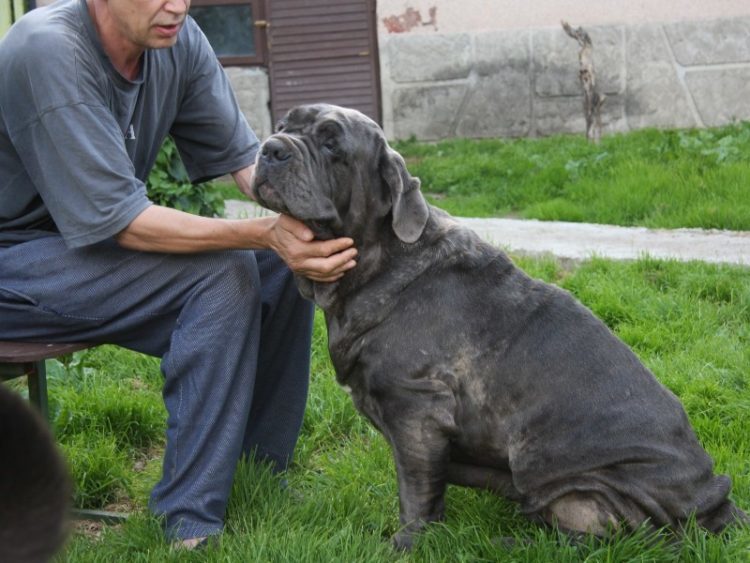 Самая тяжелая собака в мире