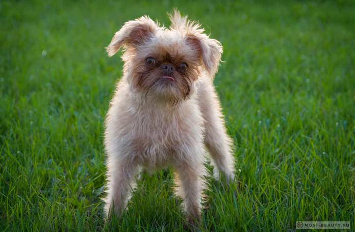 Бельгийский гриффон