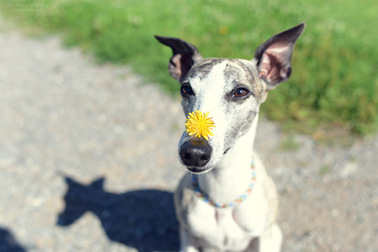 Уиппет — описание породы и характера собаки