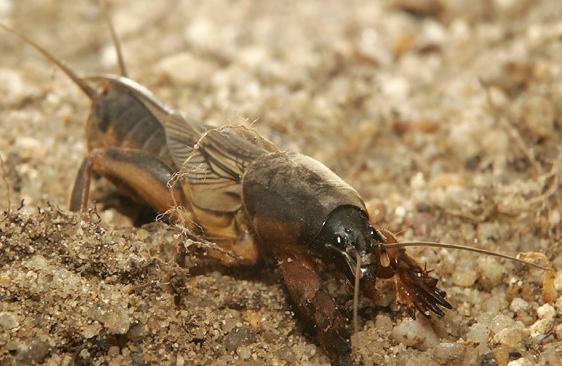 Десятипалый кротовидный сверчок