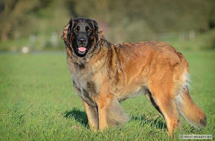 Леонбергер