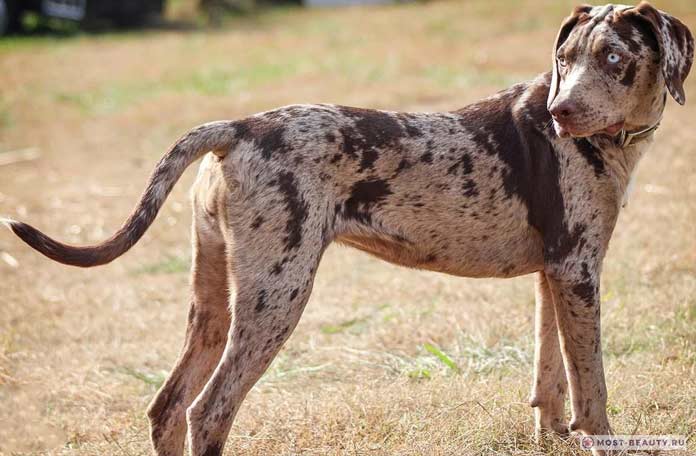 Леопардовая собака Катахула