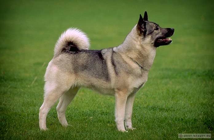 Норвежская лосиная собака