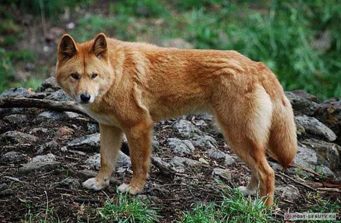 Поющая собака Новой Гвинеи