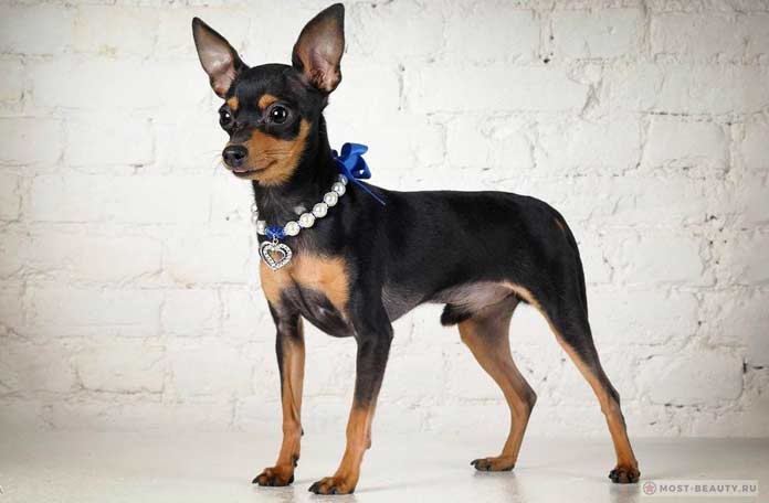 Пражская крыса