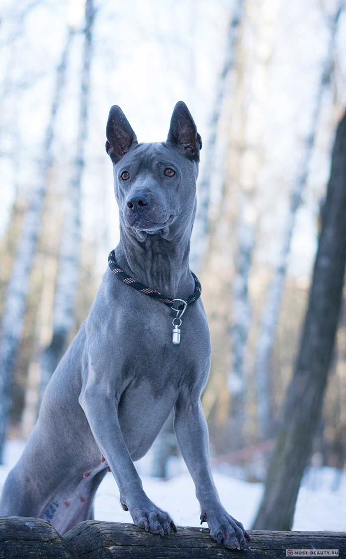 Голубой тайский риджбек