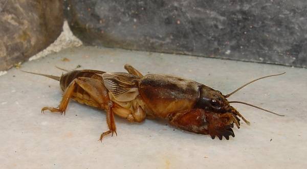 Степной слепушонок