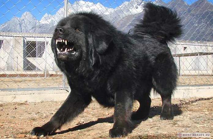 Тибетский мастиф