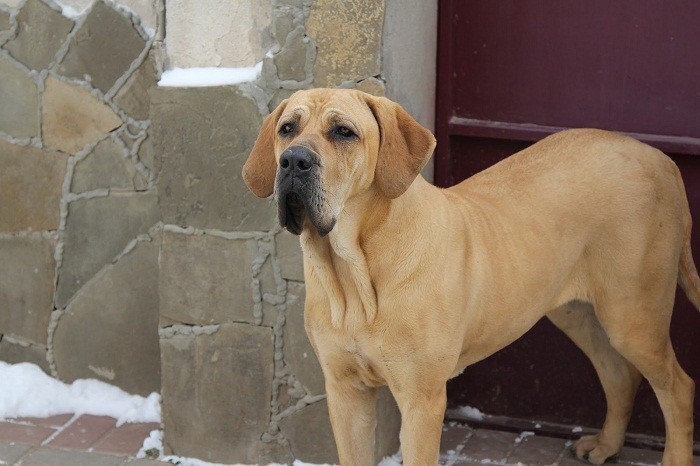Болезни собаки Болезни и продолжительность жизни