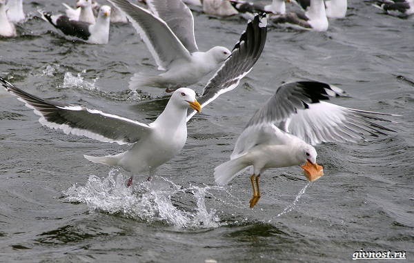 Чайка-птица-описание-особенности-виды-и-среда обитания-птицы-чайки-28