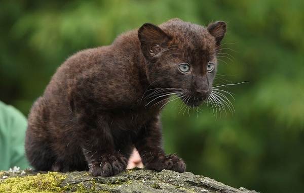 Черная пантера-описание-особенности-образа жизни и среды обитания-11