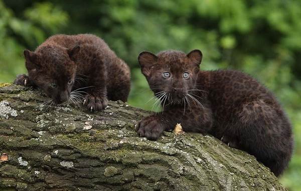 Черная пантера-описание-особенности-образа жизни и среды обитания-12