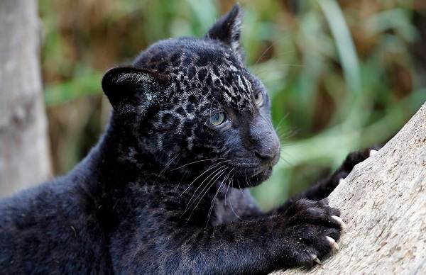 Черная пантера-описание-особенности-образа жизни и среды обитания-3