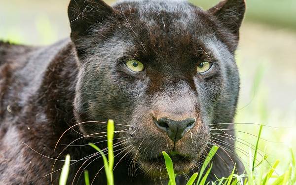 Черная пантера-описание-особенности-образа жизни и среды обитания-4