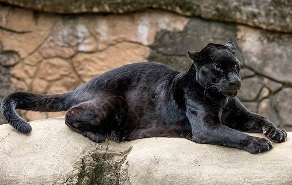 Черная пантера-описание-особенности-образа жизни и среды обитания-5