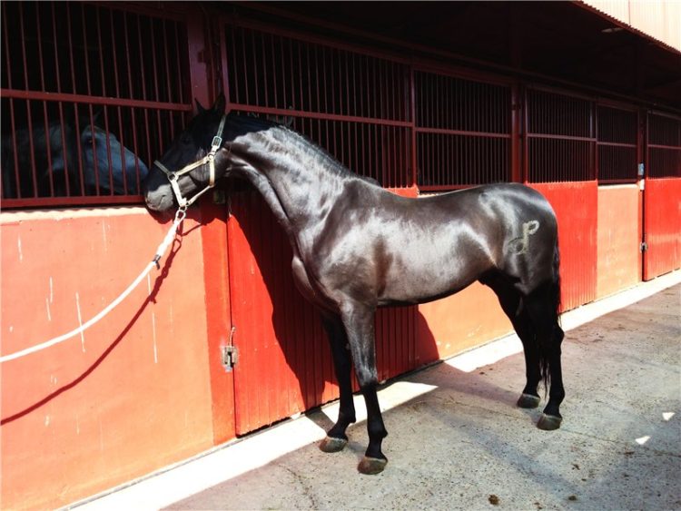 Вороная лошадь: что значит черная масть, значение цвета воронок жеребцов и кобыл