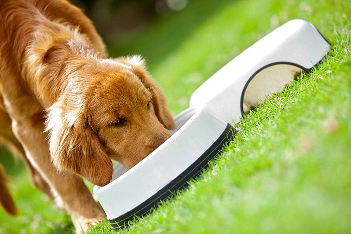 Grøt for store raser For store raser