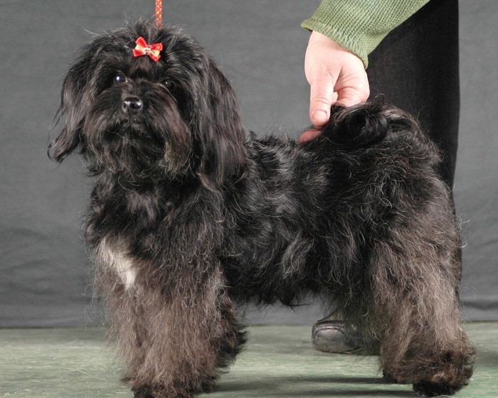 Дрессировка собаки Дрессировка и воспитание