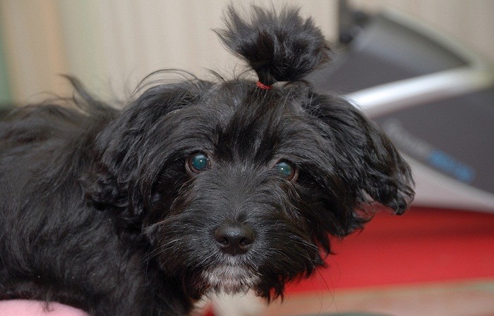 Характер собаки Характер