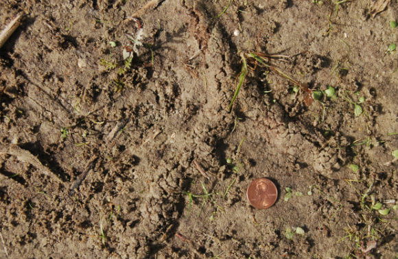 кротовидная медведка движется