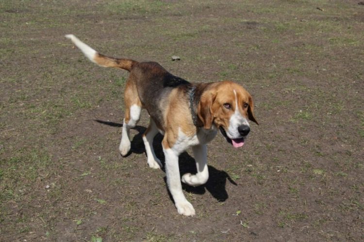 Русская пегая гончая: описание породы, характер, охотничья собака