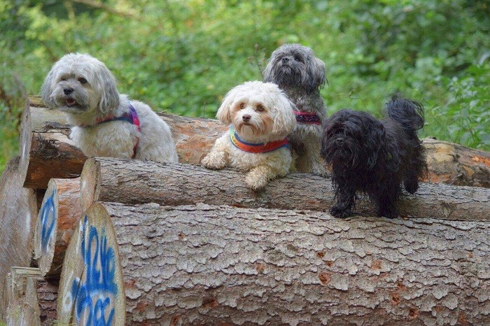 Происхождение породы История происхождения