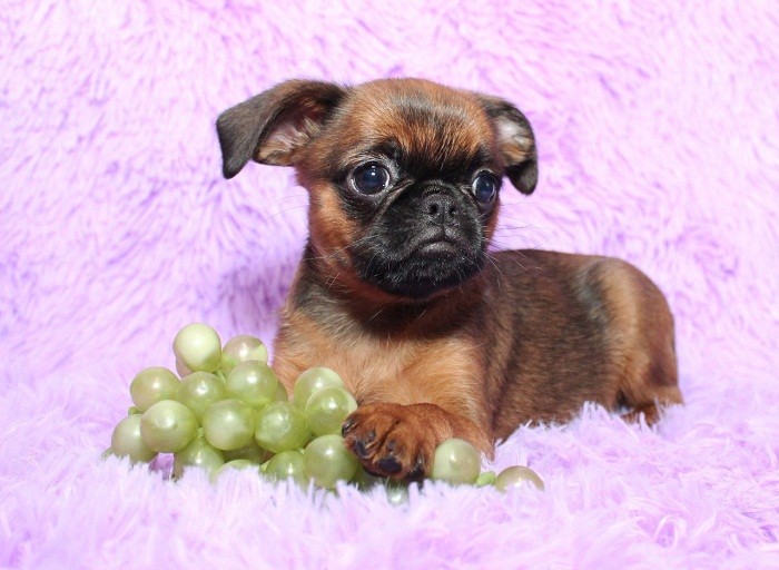 Щенки пти брабансон Как выбрать щенка