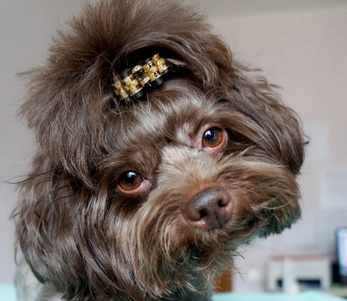 Выбор щенка Как выбрать щенка