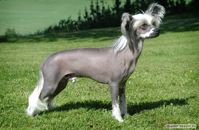 китайская хохлатая собака