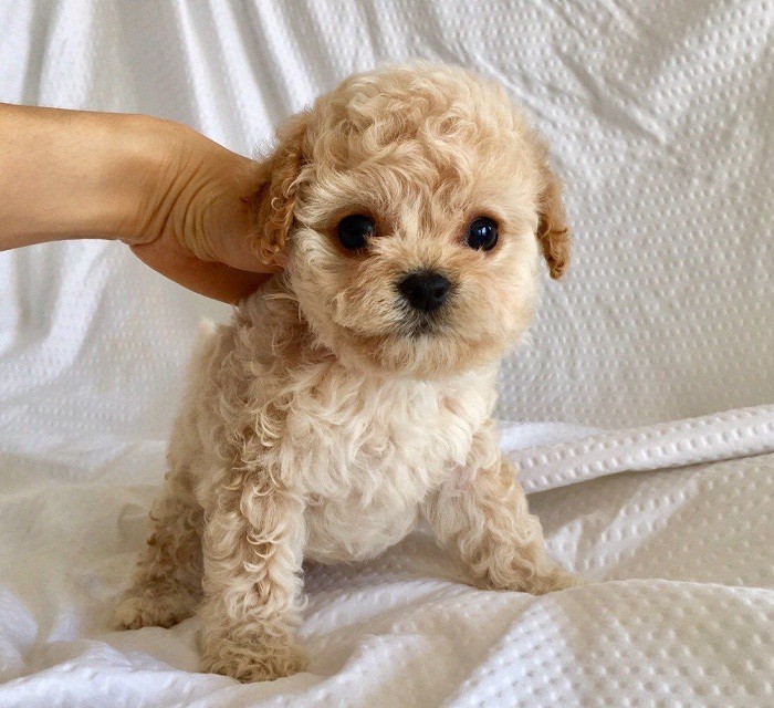 Кормите породу Руководство