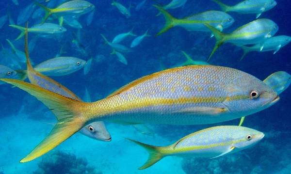 Лацедра-рыба-Описание-особенности-образа жизни и среды обитания-лацедра-5