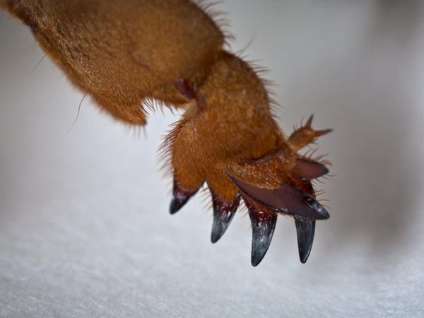 лапа кротового сверчка