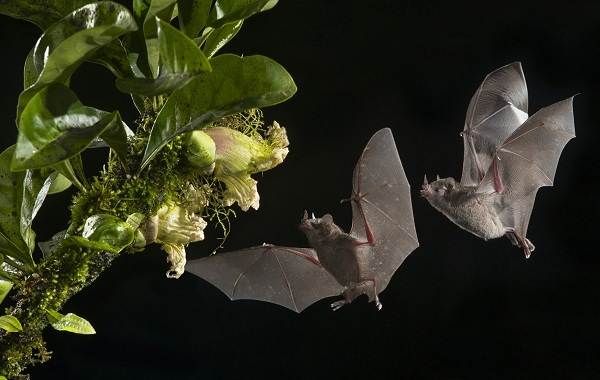 Летучие мыши-животные-описание-особенности-виды-и-среда обитания-летучих мышей-16