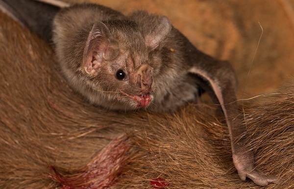 Летучие мыши-животные-описание-особенности-виды-и-среда обитания-летучих мышей-18