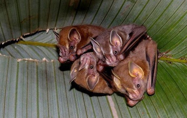 Летучие мыши-животные-описание-особенности-виды-и-среда обитания-летучих мышей-22