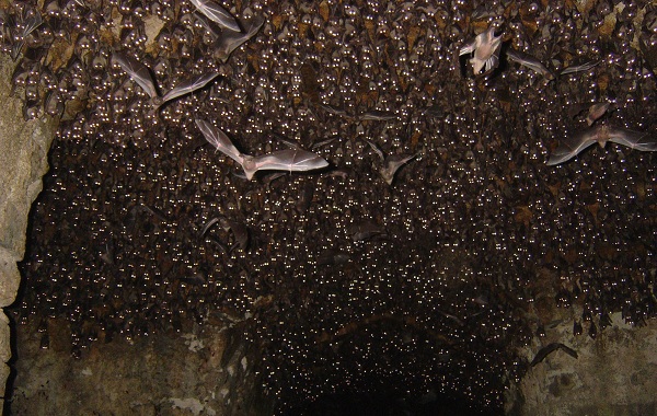 Летучие мыши-животные-описание-особенности-виды-и-среда обитания-летучих мышей-23