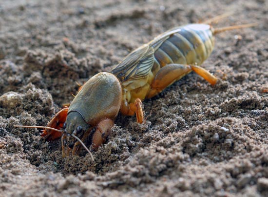 кротовидный сверчок